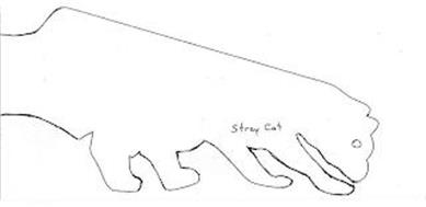 STRAY CAT
