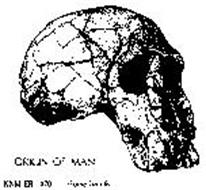 ORIGIN OF MAN KNM ER 1470 HOMO HABILIS HOMO HABLLIS IS THE NAME GIVEN TO THE FIRST KNOWN STAGE OF EARLY MAN IN THE LINE LEADING TO OURSELVES.  IT DATES TO ABOUT2 MILLION YEARS AGO.