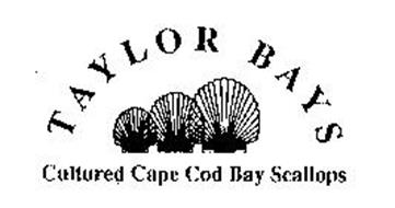 TAYLOR BAYS CULTURED CAPE COD BAY SCALLOPS