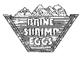 BRINE SHRIMP EGGS