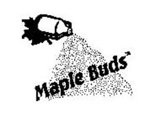 MAPLE BUDS