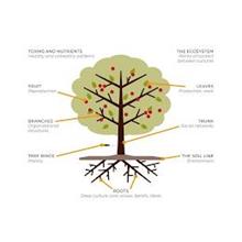 TOXINS AND NUTRIENTS HEALTHY AND UNHEALTHY PATTERNS THE ECOSYSTEM POINTS OF CONTACT BETWEEN CULTURES FRUIT REPRODUCTION LEAVES PRODUCTION, WORK BRANCHES ORGANIZATIONAL STRUCTURES TRUNK SOCIAL NETWORKS TREE RINGS HISTORY THE SOIL LINE ENVIRONMENT ROOTS DEEP CULTURE; CORE VALUES BELIEFS IDEAS