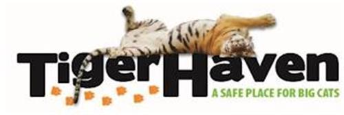 TIGER HAVEN A SAFE PLACE FOR BIG CATS