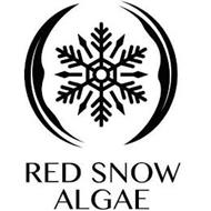 RED SNOW ALGAE